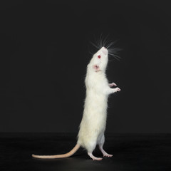curious domestic white rat