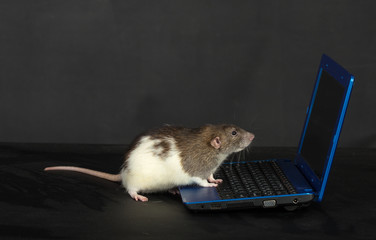 rat with a laptop