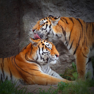 Tiger's couple. Love in nature.