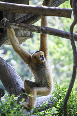 white-handed gibbon 