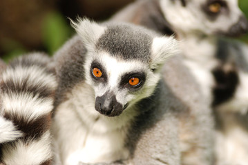 Lemur from Zoo Lešná - CR