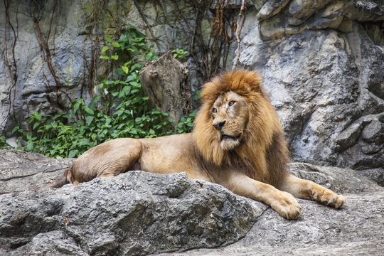 Lion,King of the Jungle 