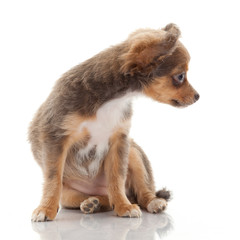 Chihuahua puppy. Cute Chihuahua dog on a white background.