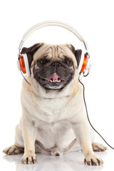 dog listening to music.  Pug Dog isolated on White Background