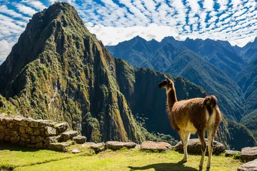 Crédence de cuisine en verre imprimé Machu Picchu Llama  Machu Picchu ruins peruvian Andes  Cuzco Peru
