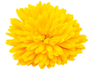 yellow chrysanthemum isolated