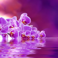 ramo de orquídeas violetas
