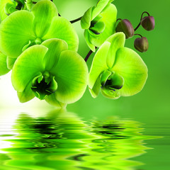 Panele Szklane Podświetlane  naturalne tło kwiatowe, koncepcja spa