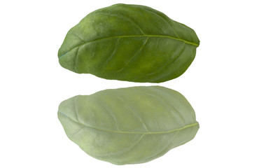 Obraz premium Foglia di Basilico