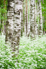 Tree trunks in a birch forest and wild flowers, close-up