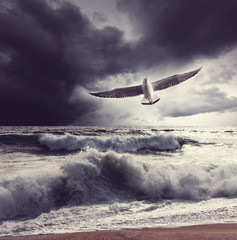 Sea gull