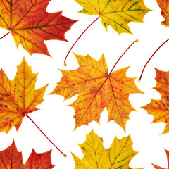 Maple-leaf seamless background