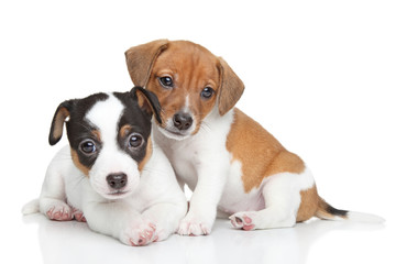 Jack Russel terrier puppies - obrazy, fototapety, plakaty