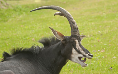 Sable antelope