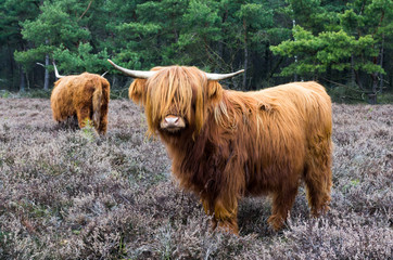 Scottish highlander ox