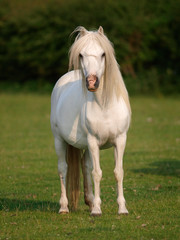Obraz na płótnie Canvas Grey Pony In Paddock