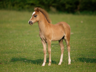 Obraz na płótnie Canvas Beautiful Standing Foal