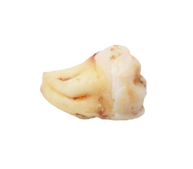 tooth on a white background. macro