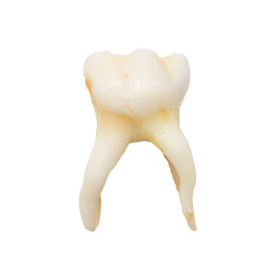 tooth on a white background. macro