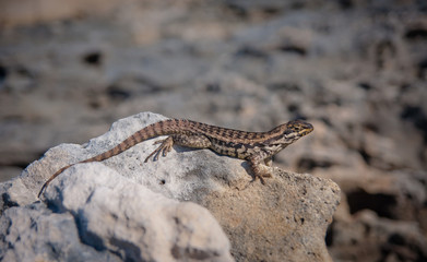 Curly Tailed Lizard sitting on a rock