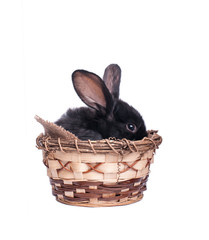 Easter bunny in an Easter