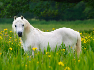 Beutiful Horse