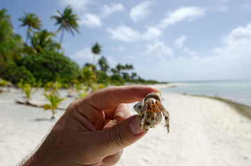 Hermit Crab - Aitutaki Lagoon Cook Islands