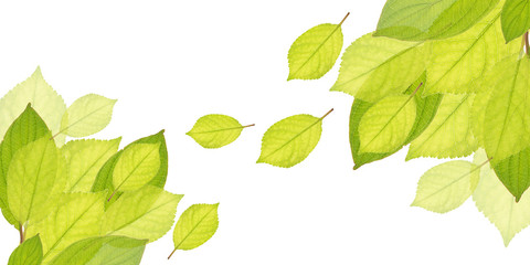 Background with green leaves