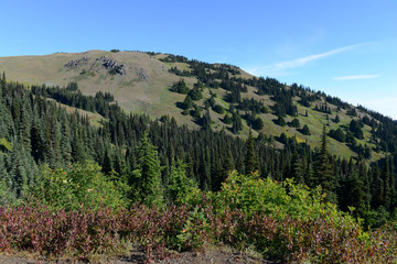 A Olympic National Park, USA