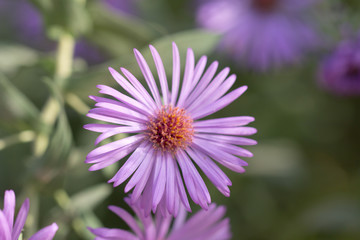 Obraz premium beautiful purple flower in nature
