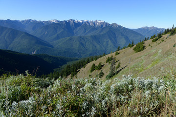 A Olympic National Park, USA