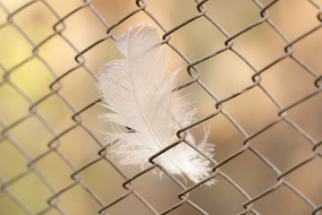 feather on a metal grid