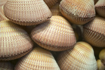 Sea shell