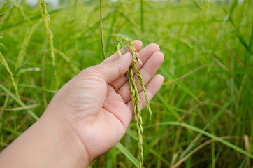 man hand with rice field