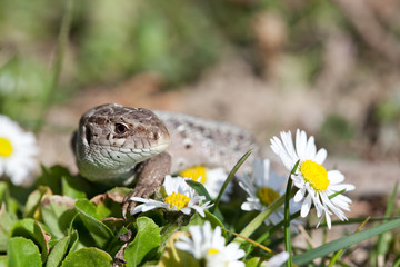 sand lizard in close up (Lacerta Agilis)