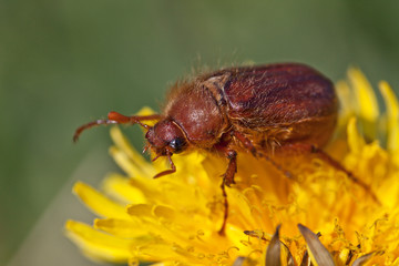 May bug or cockchafer (Melolontha melolontha)