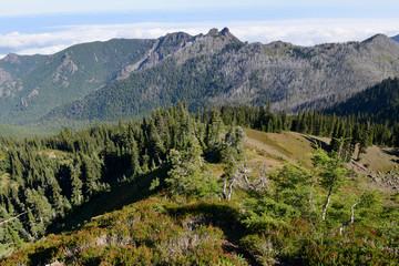 A Olympic National Park, USA