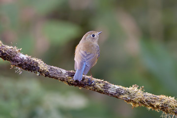 Blue Bird Himalayan,Bird of Thailand