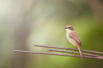 Grey Bush Chat (Saxicola ferreus)