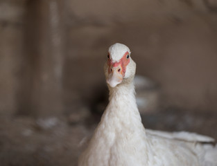 white goose