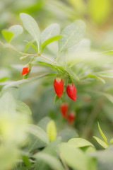 small chili pepper on the bush in nature