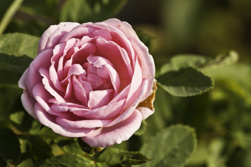 pink rose in garden