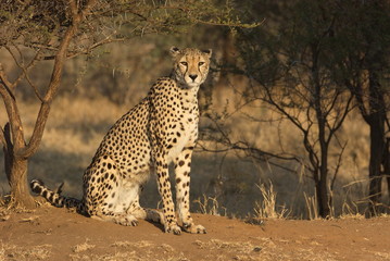 Portrait of a Cheetah