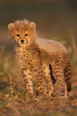 Cheetah cub