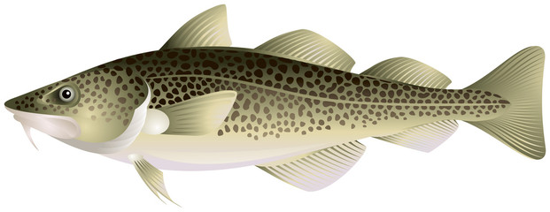 Atlantic cod © Ievgen Melamud