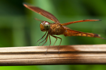 Red dragonfly