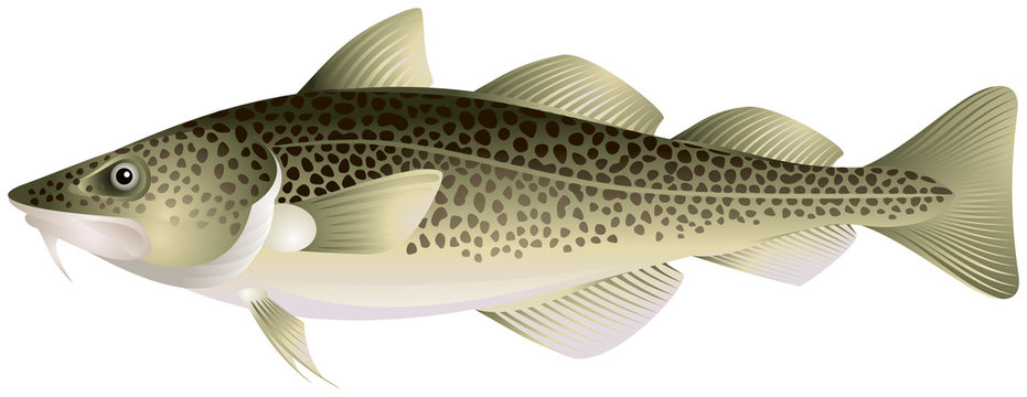 Atlantic Cod