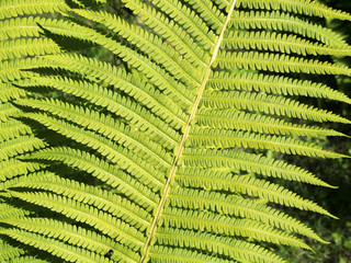 forest fern