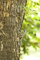 Chameleon on the tree