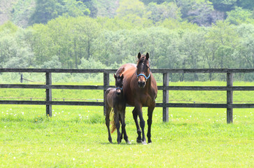 サラブレッドの親子